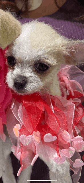 Princess Tiki (A STAR is Born!)!'s profile on Petfinder.com